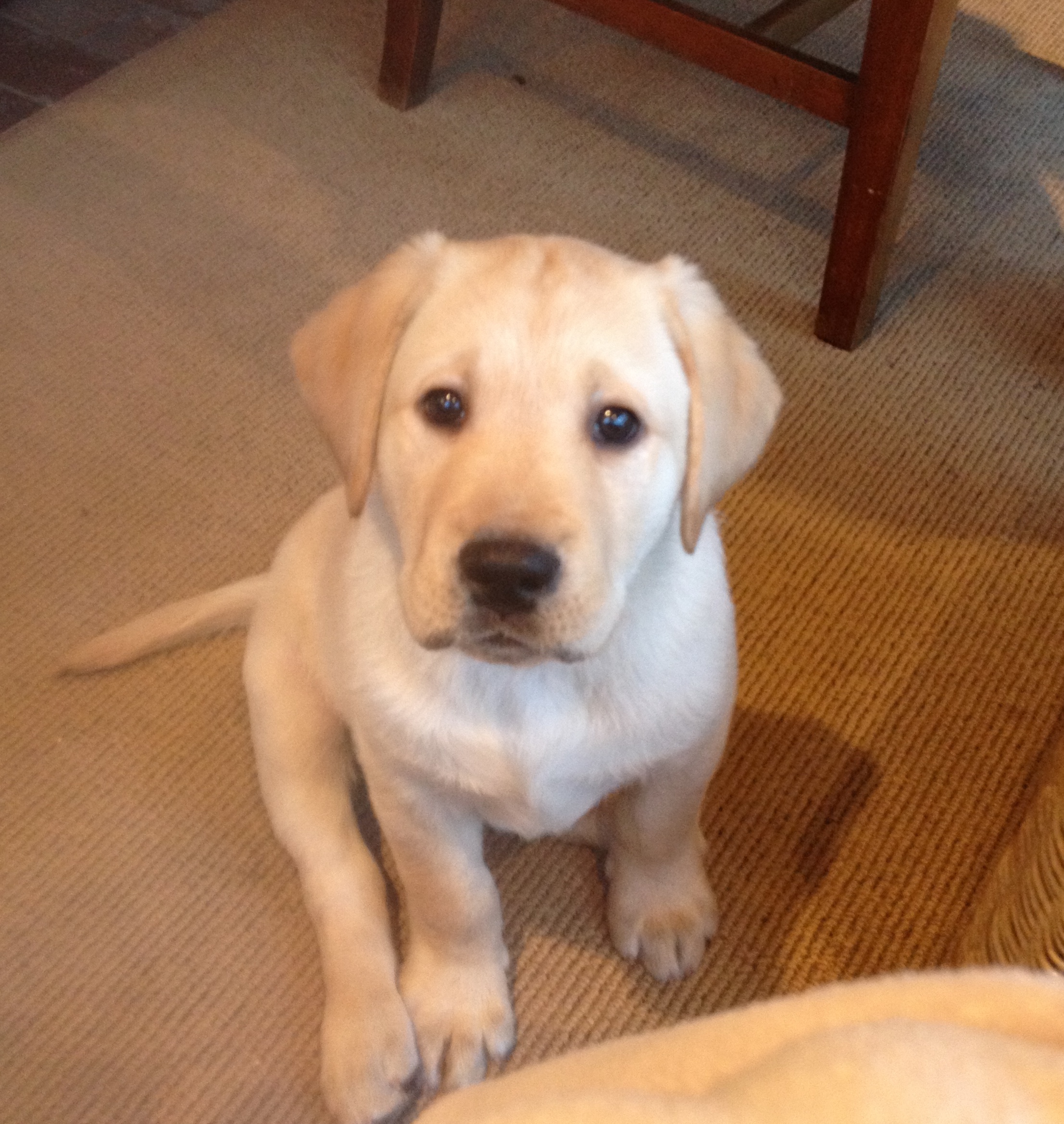golden retriever puppies at 8 weeks lomenzo properties inc golden retriever puppies at 8 weeks lomenzo properties inc